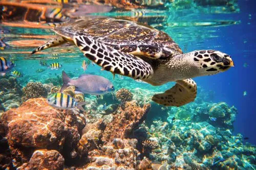 Sea turtle swimming among coloured fish