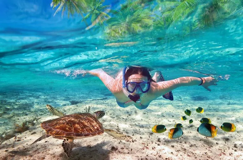 Underwater picture of woman snorkeling in shallow waters looking at sea turtle and group of fish