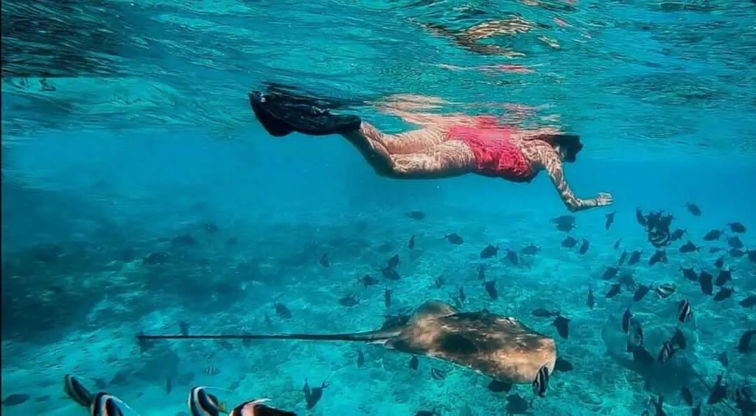 Woman with fullbody swimsuit snorkeling among fish and rays
