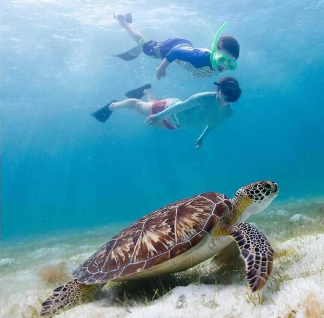 Close up to a sea turtle while is being observed from distance by two young snorkelers