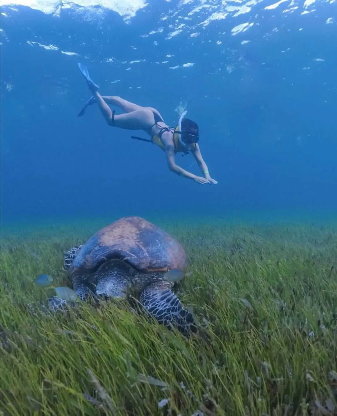 A sea turtle eating while being observed by snorkeler woman