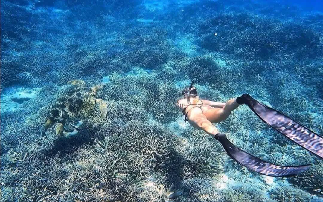 Woman snorkeling near sea turtle in sea depths wearing black fins