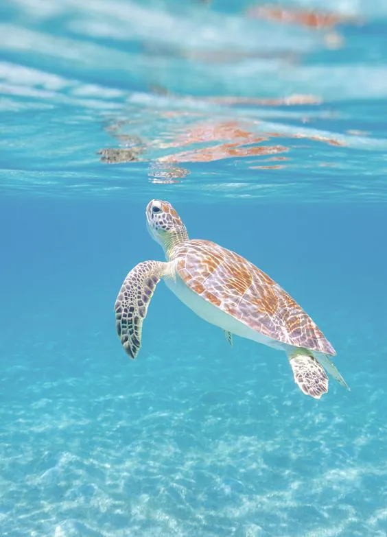 Foto bajo el agua de una tortuga marina sumergiendose en el mar Caribe | Cancun Snorkeling