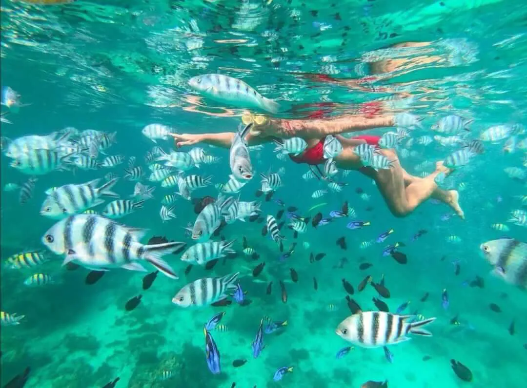 Mujer haciendo snorkel entre un gran banco de peces | Cancun Snorkeling