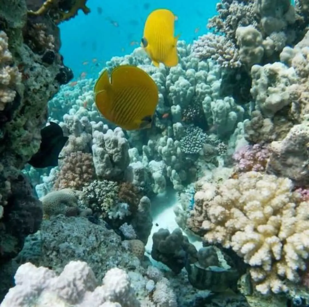 Acercamiento de dos peces mariposa | Cancun Snorkeling
