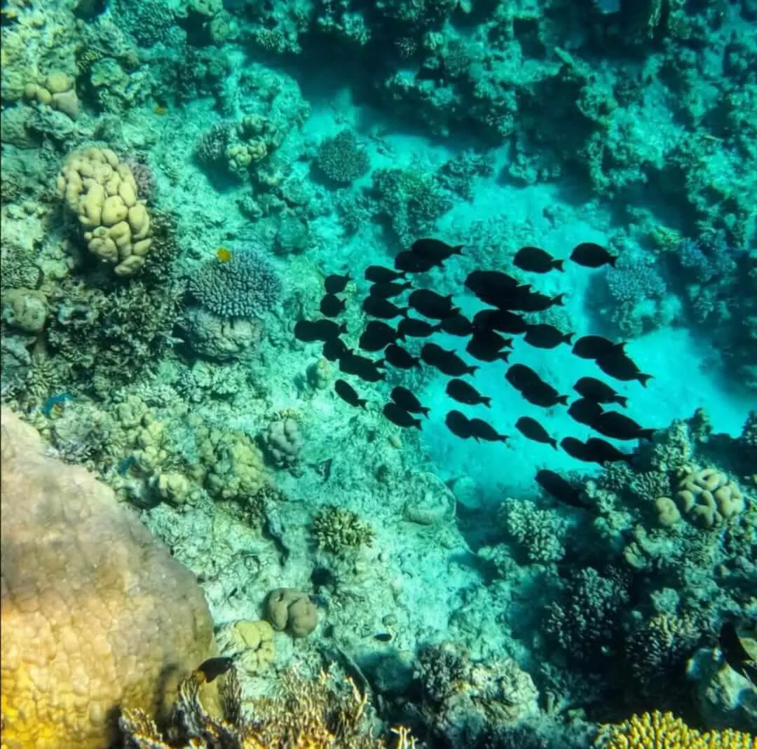 Cardumen de peces negros nadando entre el arrecife de coral | Cancun Snorkeling