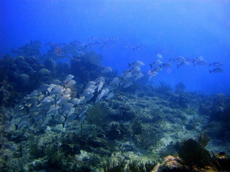 Fish shoal spotted at Cerebros reef