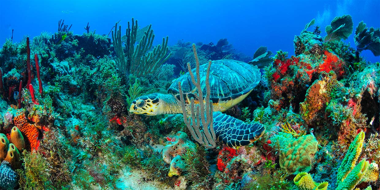 Marine turtle swimming through colorful coral reefs at Sac Bajo reef