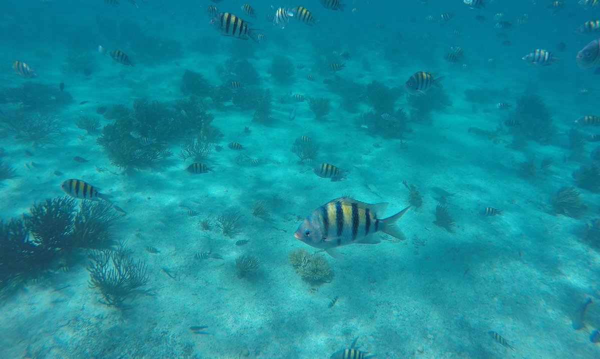 Fishes seen underwater at El Farito reef