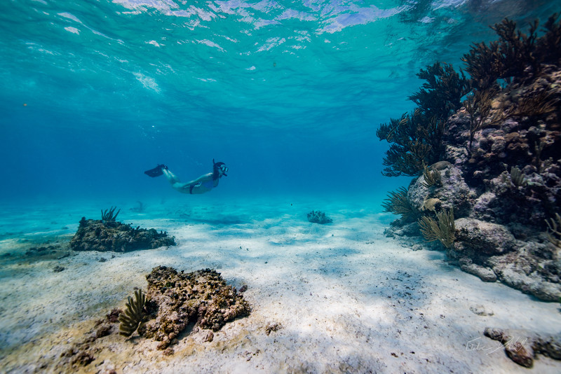 Snorkeling woman swimming near coral reef wall at Francisco I. Madero reef