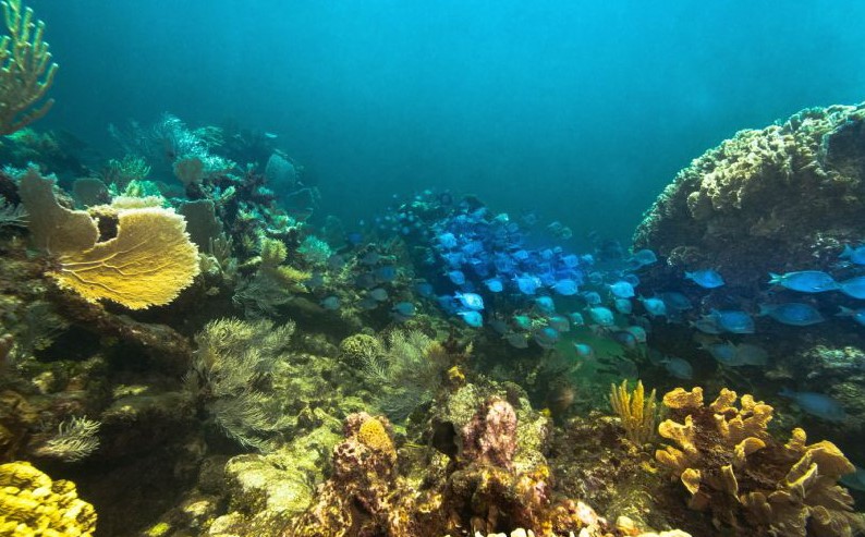 Shoal of blue fish swimming through coral reefs at La Poza reef