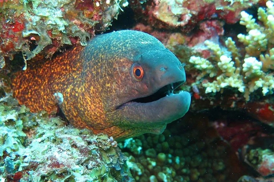 Slender giant eel spotted at La Pozeta reef