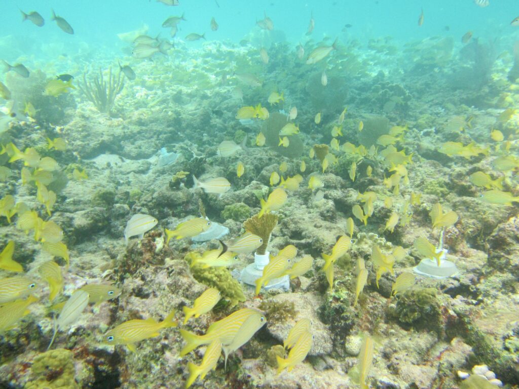 Shoal of yellow fish spotted at Mayakoba reef