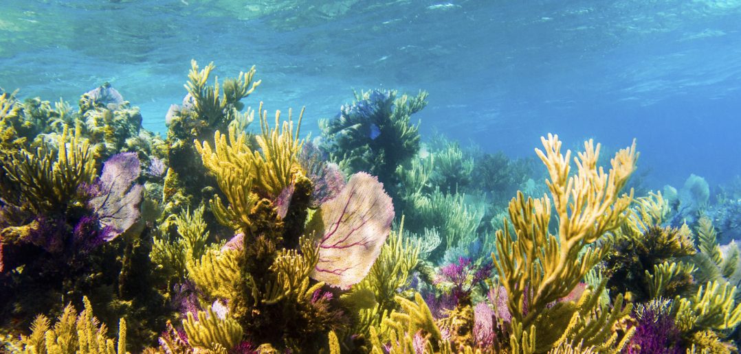 Close up of colorful fish spotted at Rodman reef