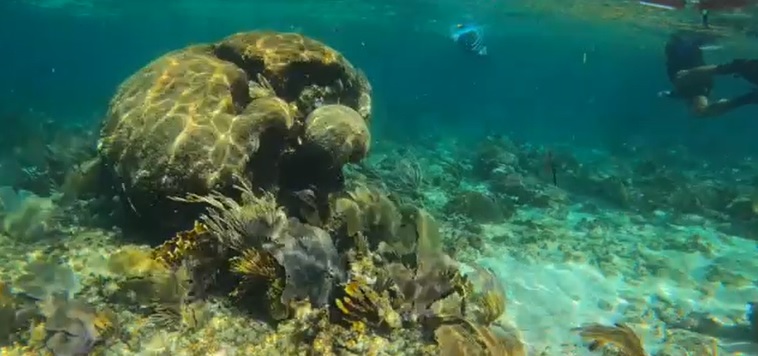 Man swimming away from coral reefs at Radio Pirata reef