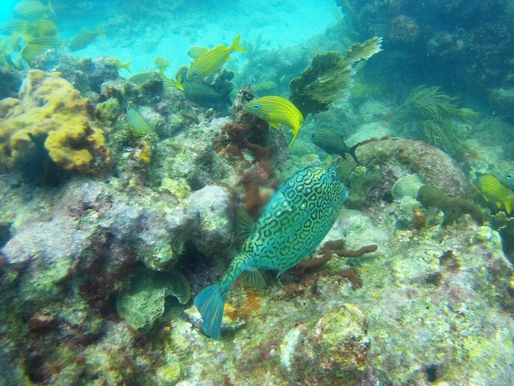 Coral reefs and underwater plants found at Puerto Morelos reef